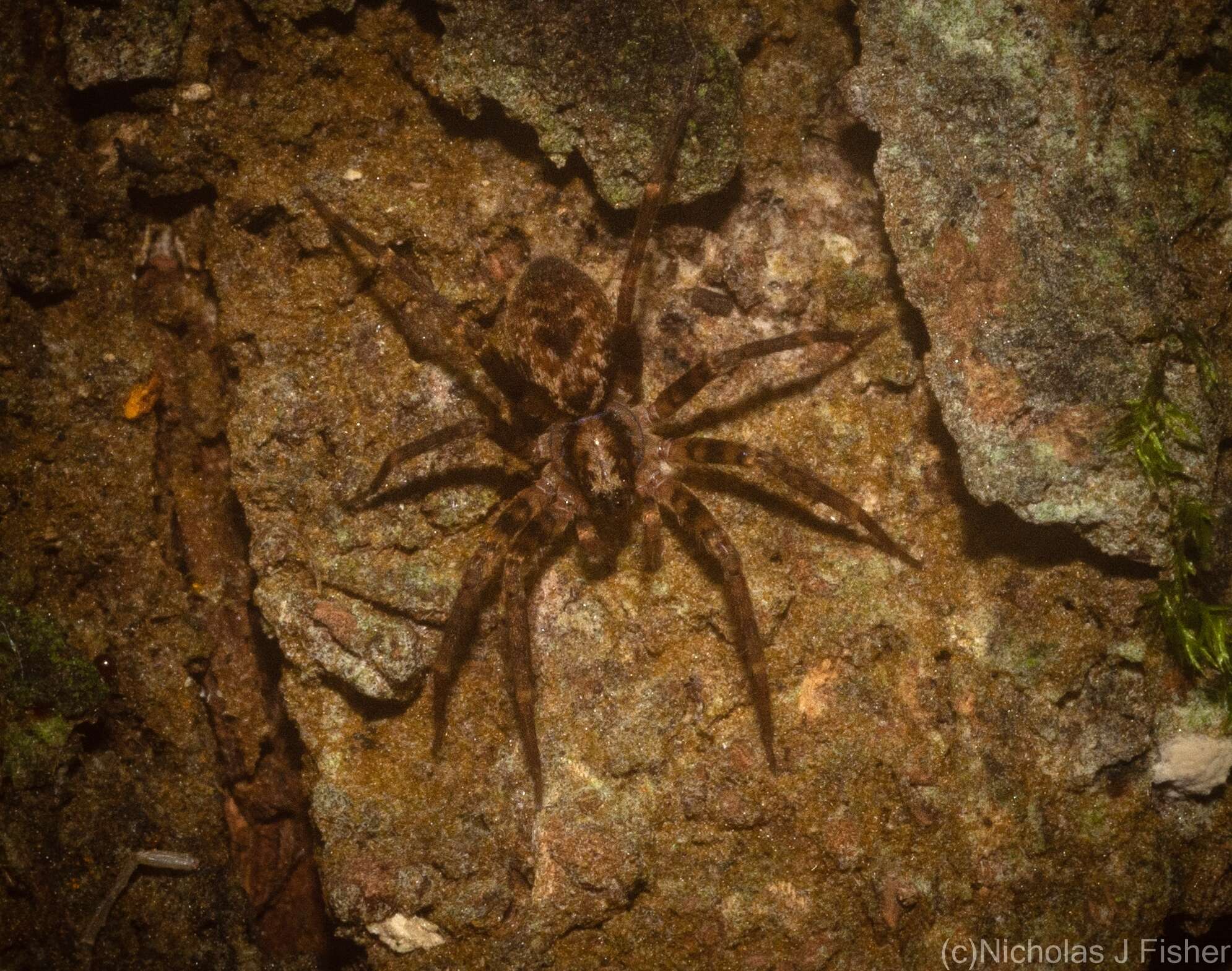Image of Toxopsoides erici Smith 2013