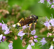 Image of Mellinus arvensis (Linnaeus 1758)