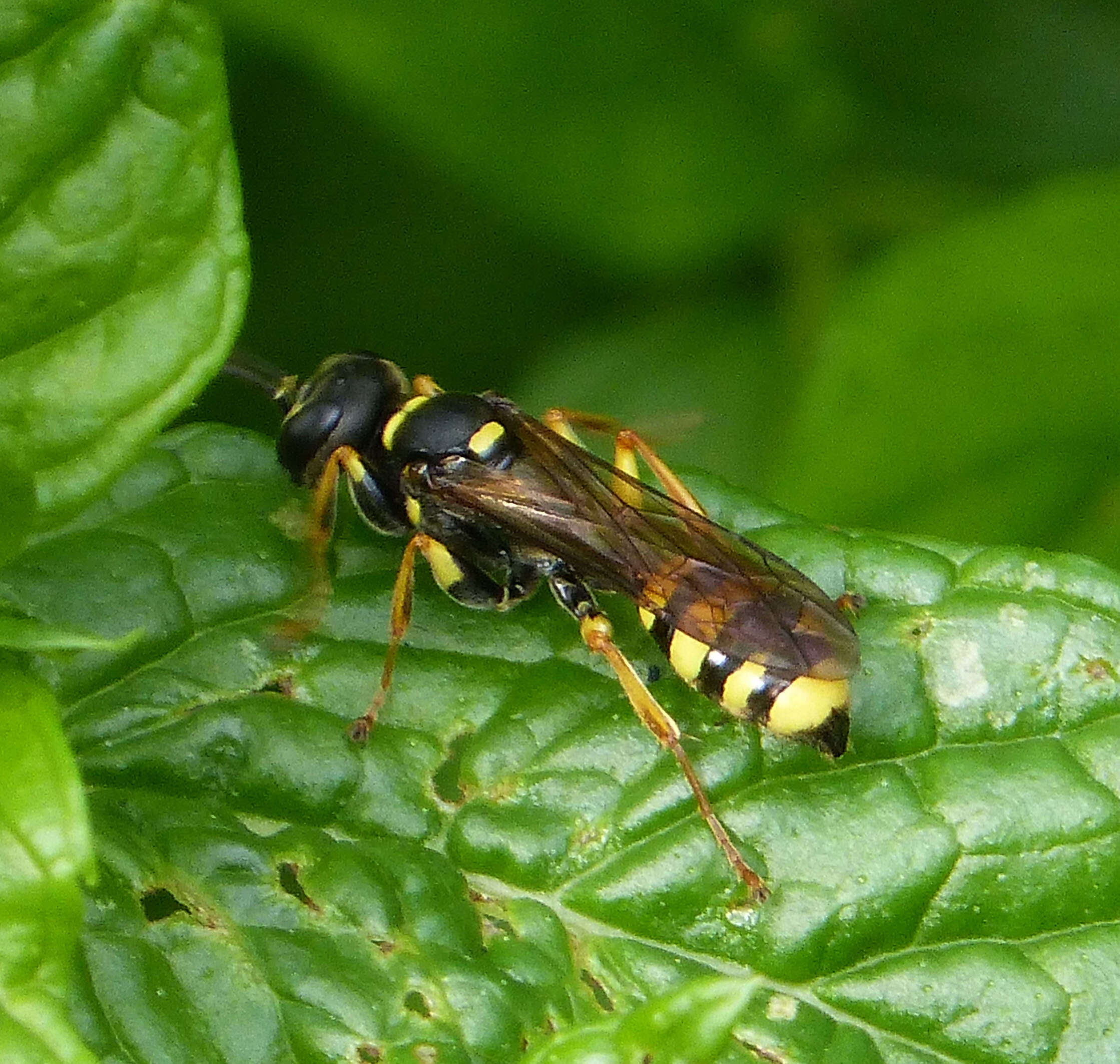 Image of Mellinus arvensis (Linnaeus 1758)