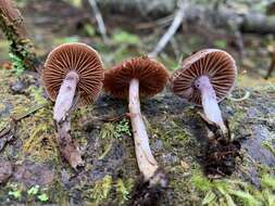 Слика од Cortinarius tortuosus (Fr.) Fr. 1838