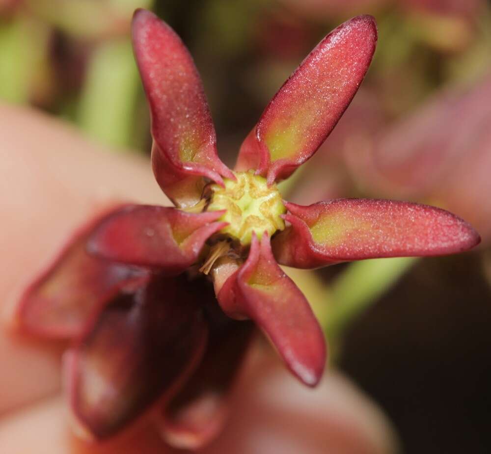 Image de Asclepias hypoleuca (A. Gray) R. E. Woodson