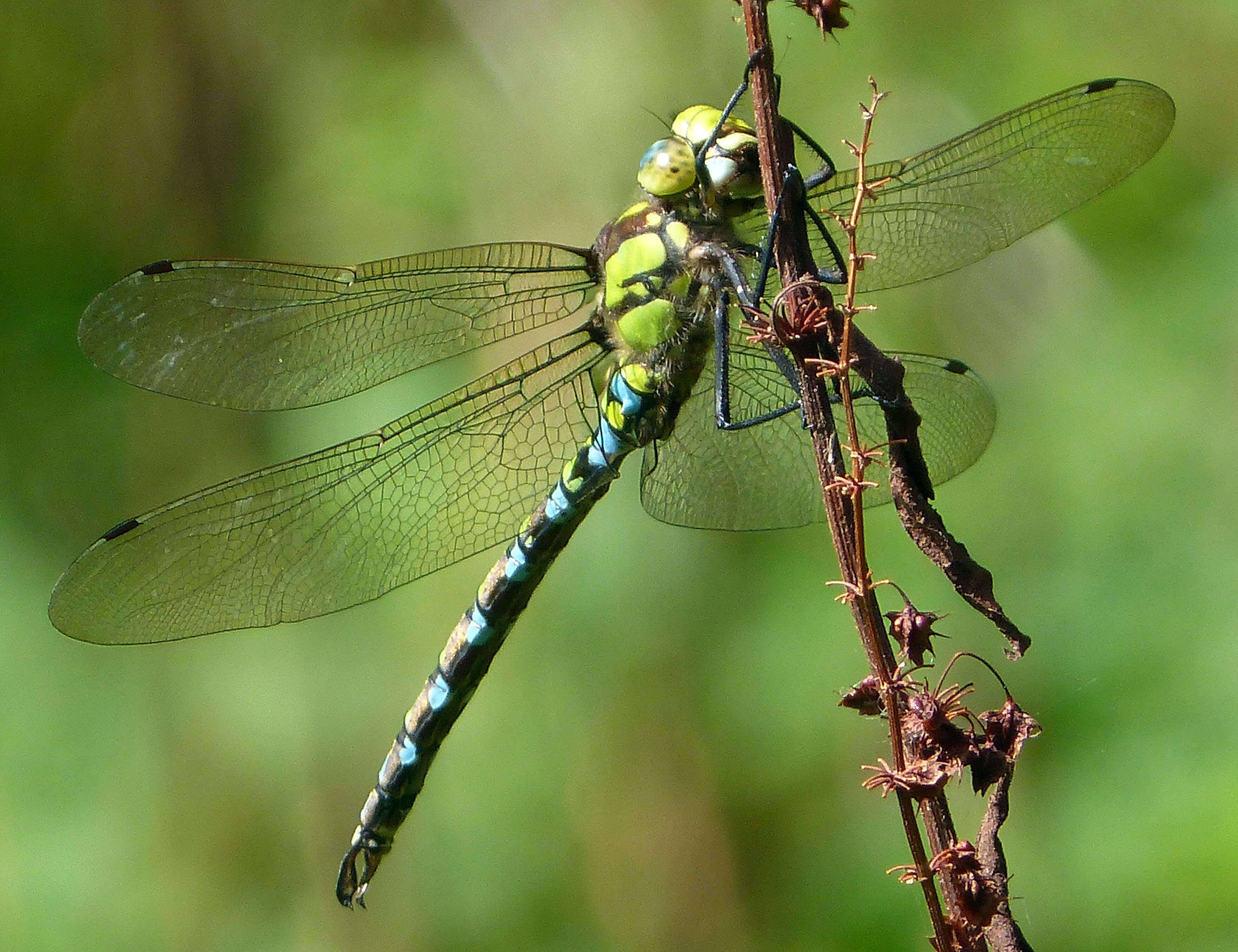 Image of Blue Hawker