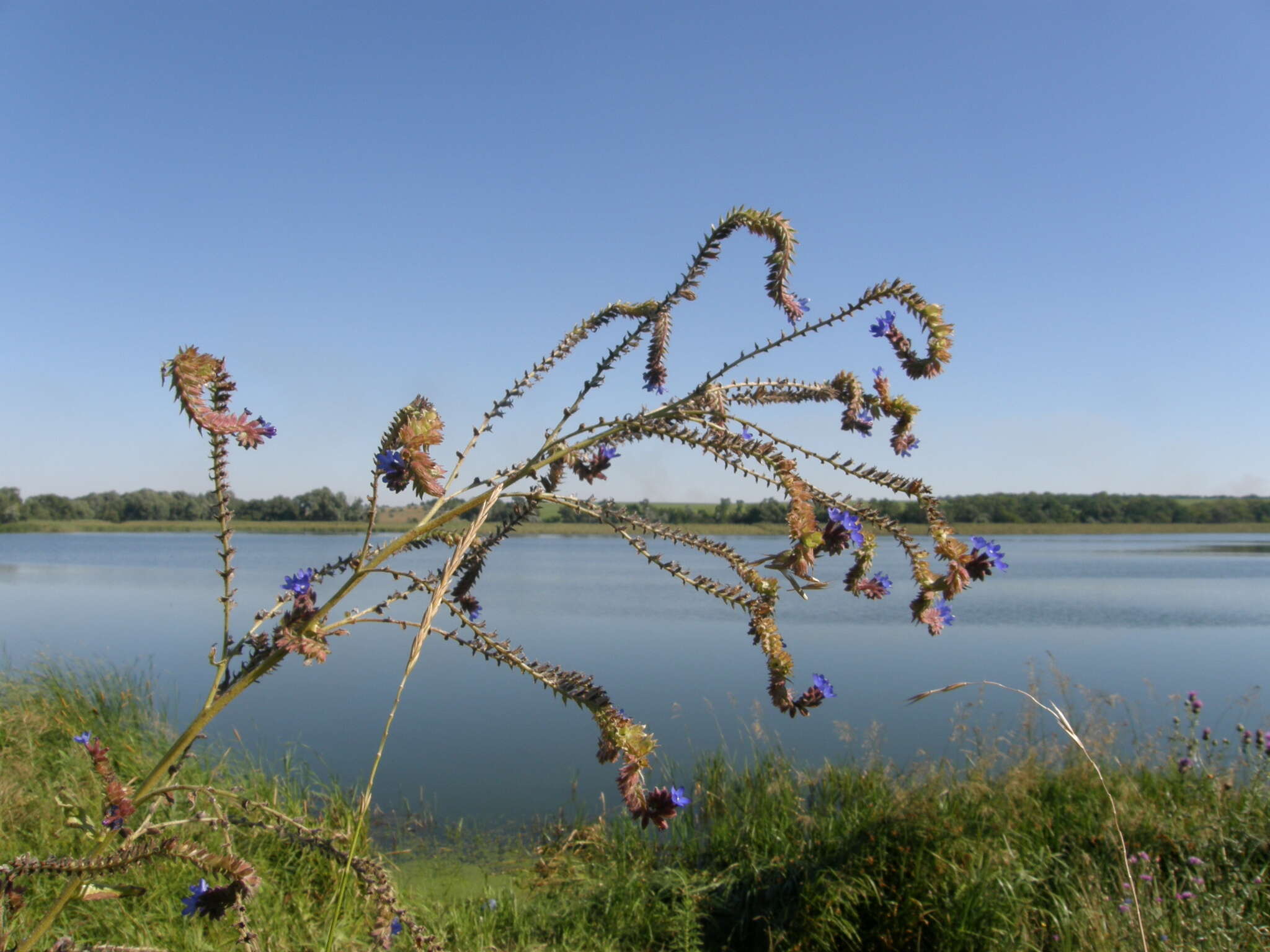 Image of Anchusa procera Bess. ex Link