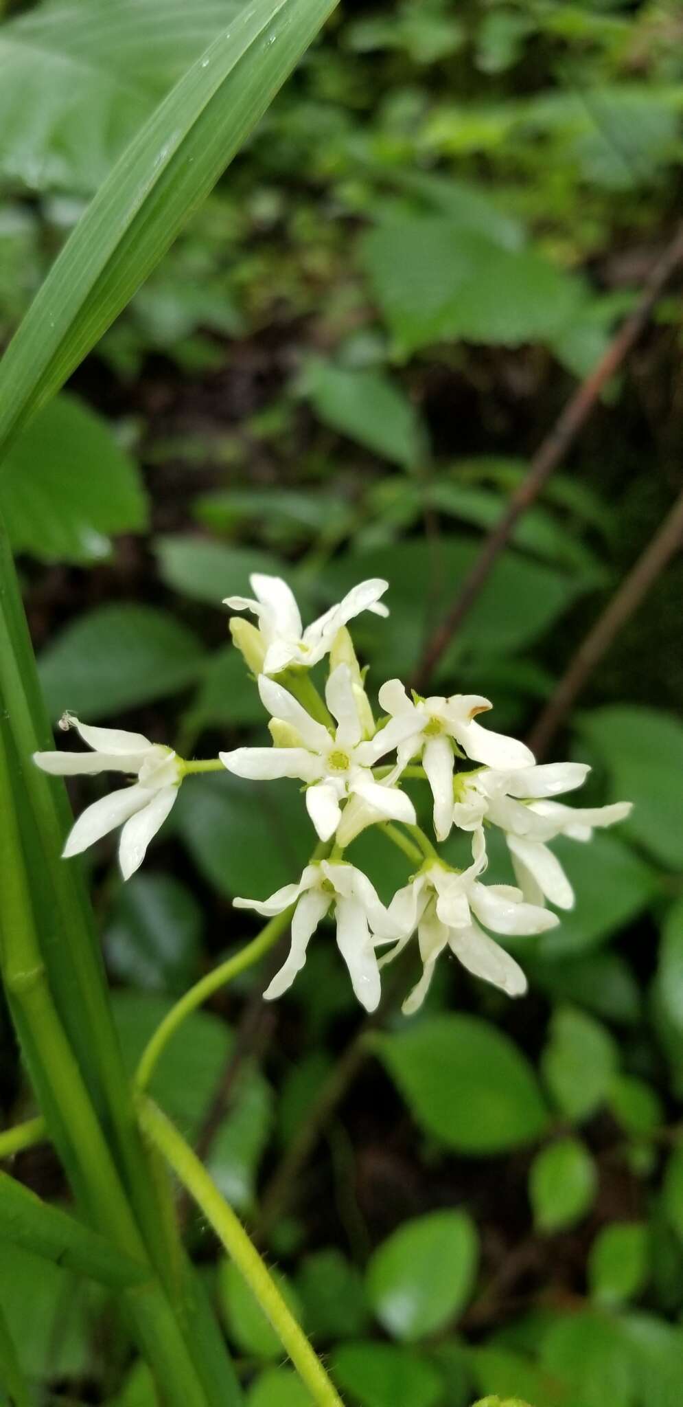 Image de Matelea baldwyniana (Sweet) R. E. Woodson