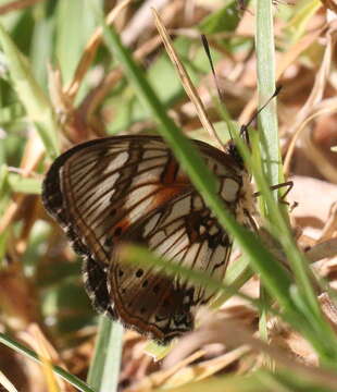 Image of Junonia sophia infracta Butler 1888