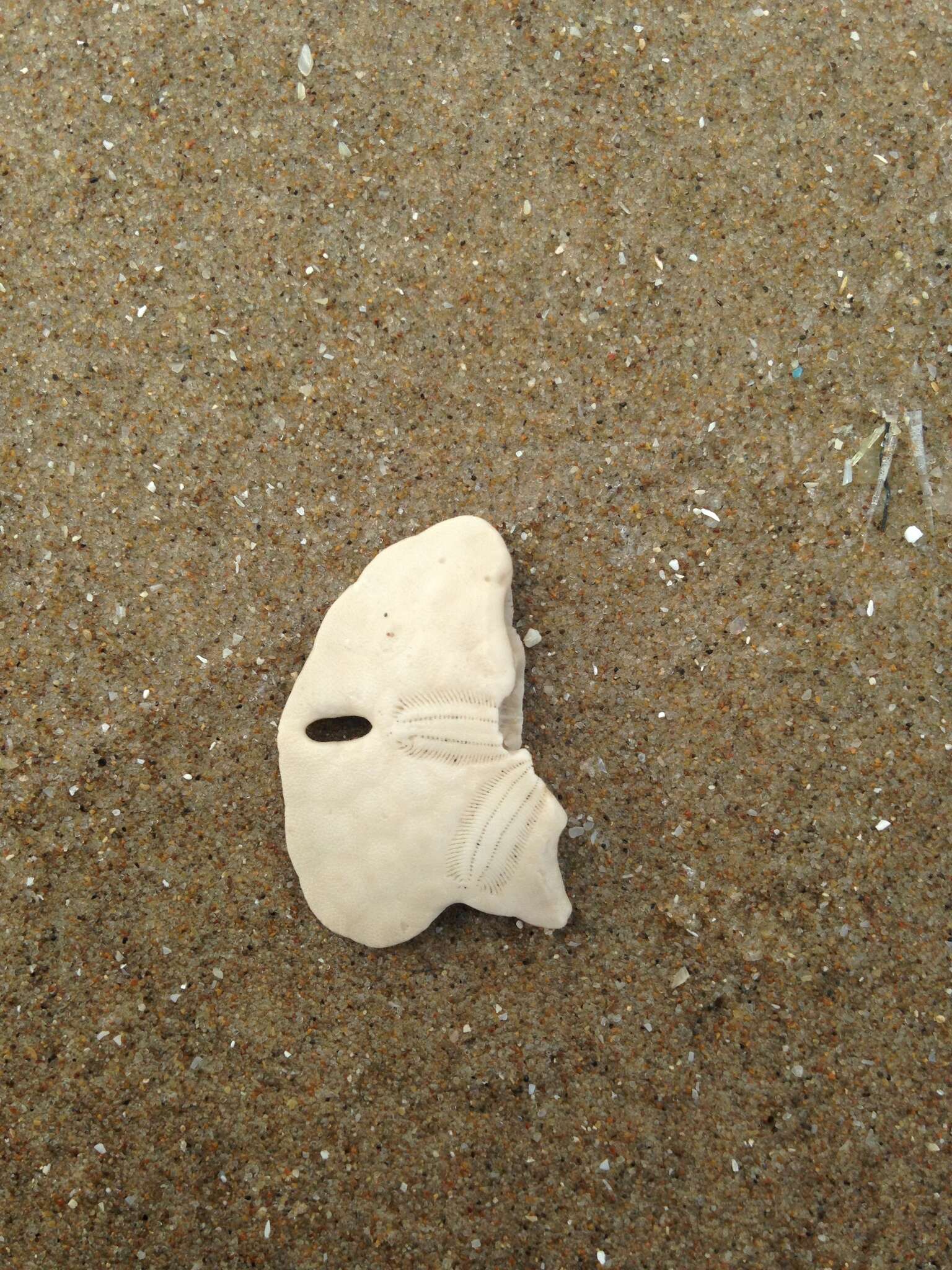 Image of Sand dollar