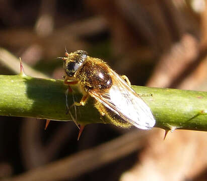 Image of Cheilosia albipila Meigen 1838