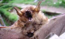 Image of Cape Hairy Bat