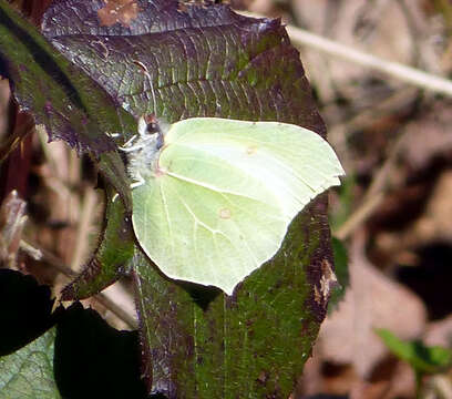 Image of brimstone