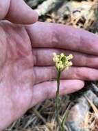 Platanthera pallida P. M. Br. resmi