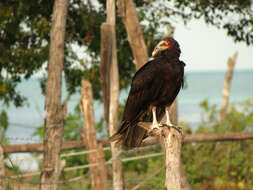 Image of Lesser Yellow-headed Vulture