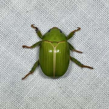 Image of Granny Smith Beetle