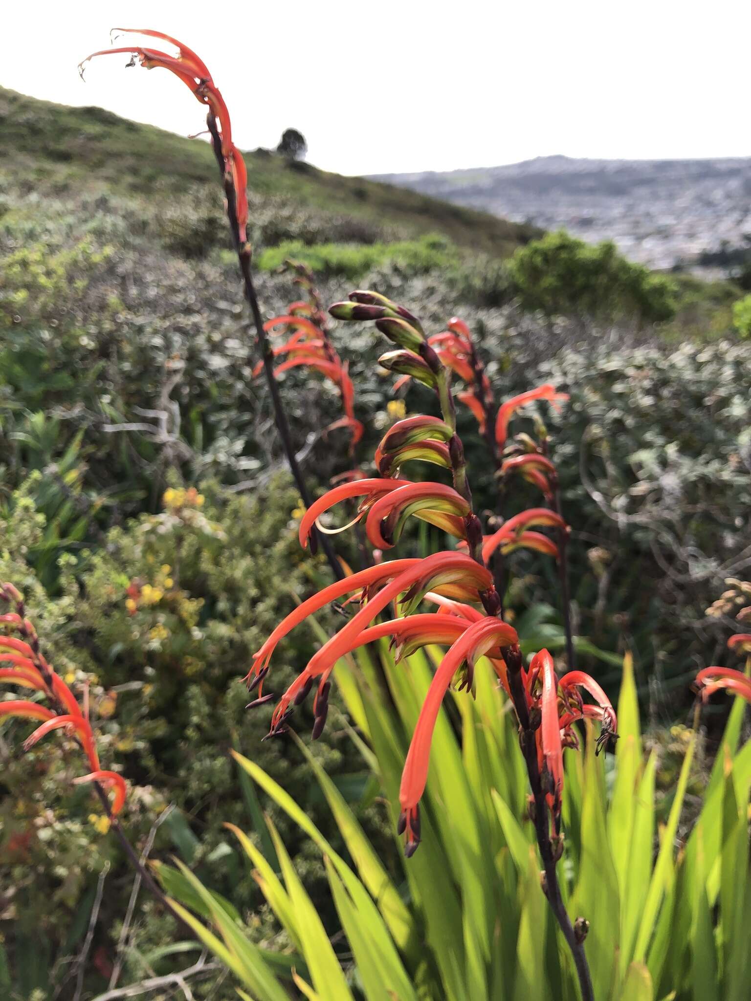 Plancia ëd Chasmanthe bicolor (Gasp.) N. E. Br.