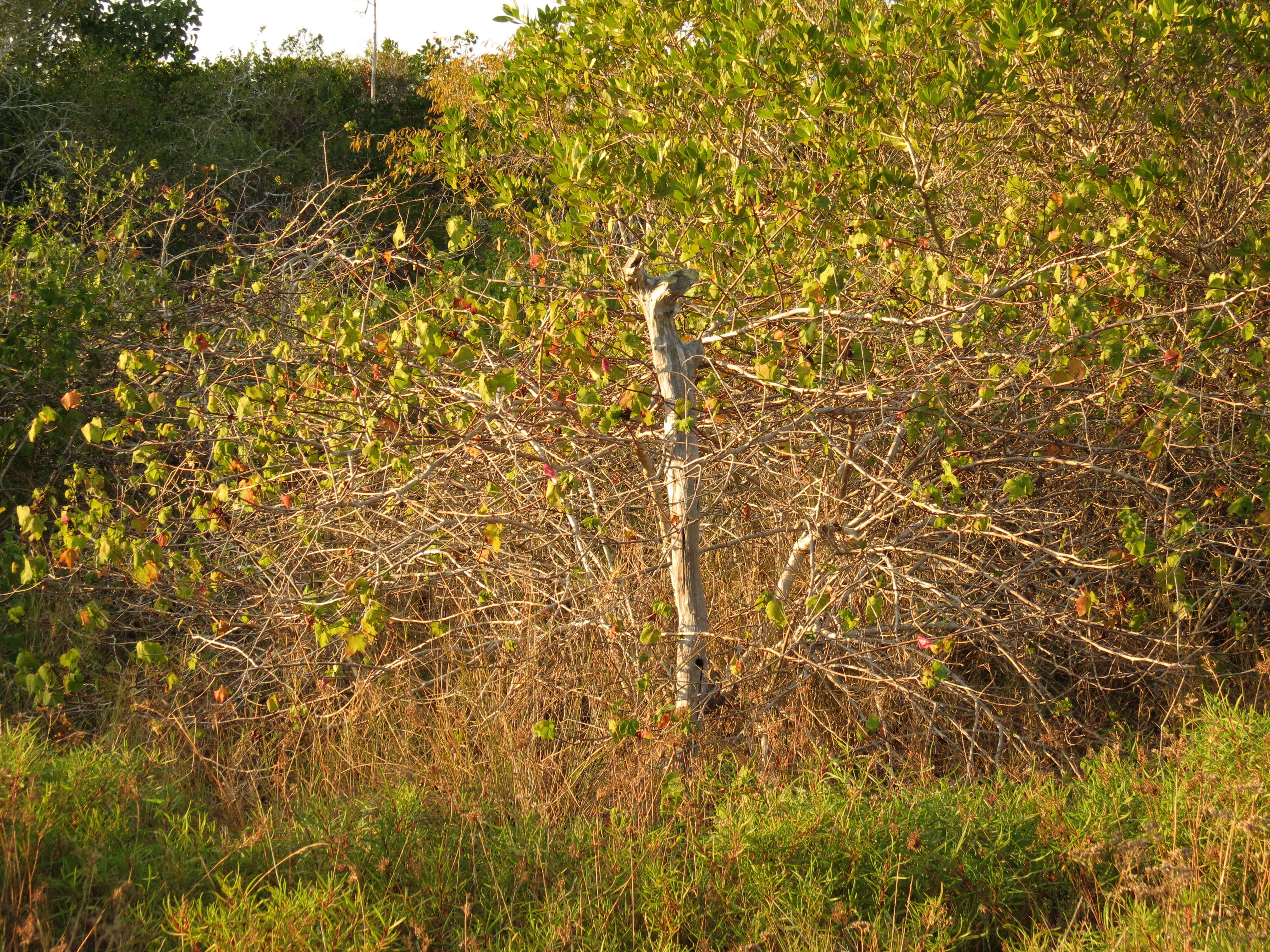 Image of upland cotton