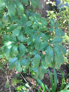 Image of Neopanax arboreus (L. fil.) Allan