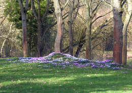 Image of Cyclamen coum Miller