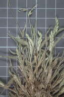 Image of Latin American crowngrass