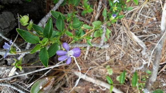 Imagem de Viola capillaris Pers.