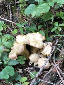 Imagem de Cantharellus amethysteus (Quél.) Sacc. 1887