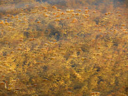 Image of Stonewort