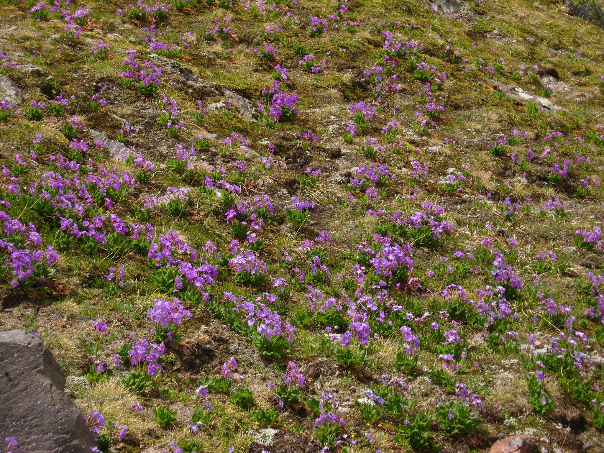 Image of Primula amoena M. Bieb.