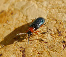 Image of Cereal leaf beetle