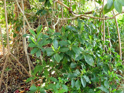 Image of red mangrove