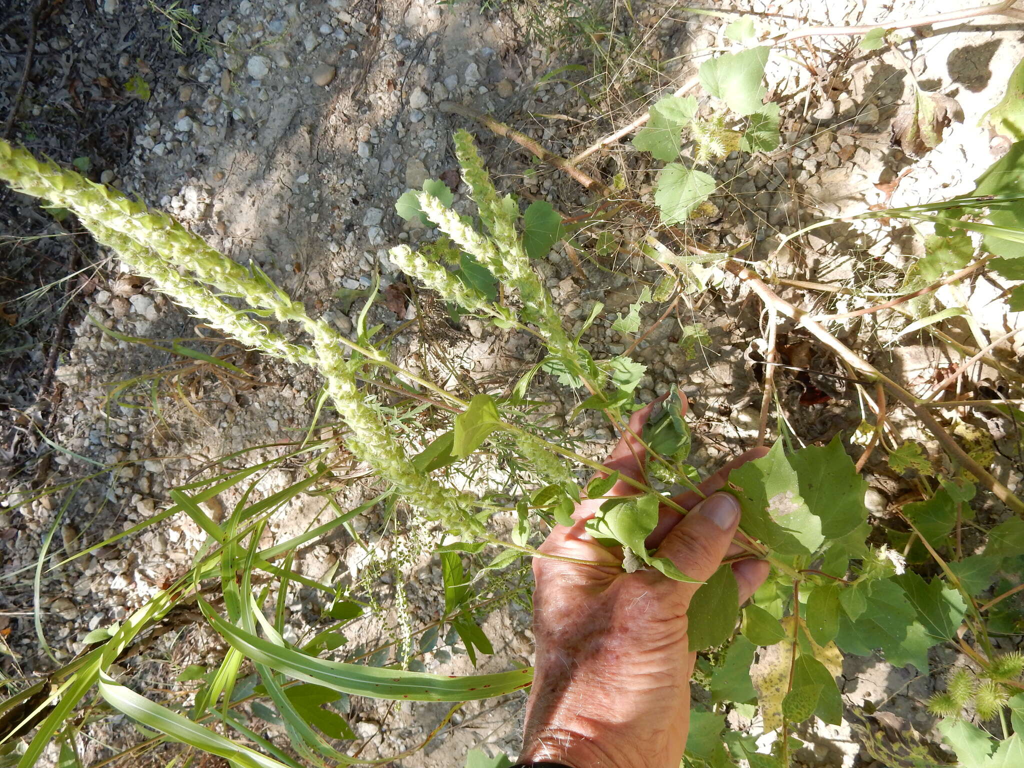 Image of annual marsh elder