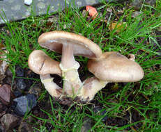 Image of Honey Fungus