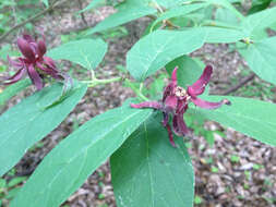 Image of eastern sweetshrub