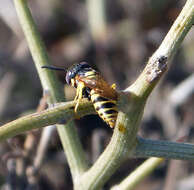 Imagem de Philanthus triangulum (Fabricius 1775)