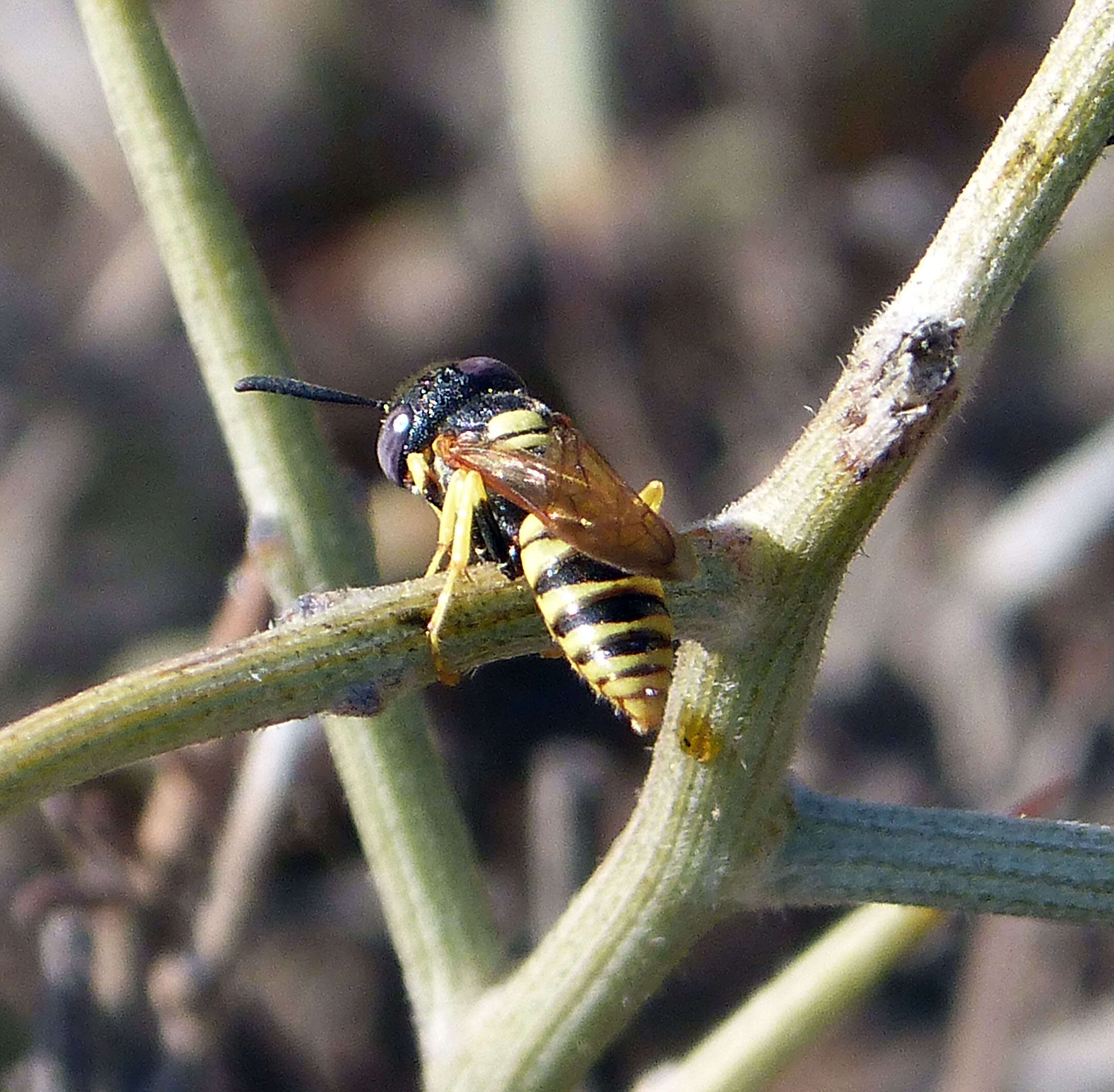 Imagem de Philanthus triangulum (Fabricius 1775)