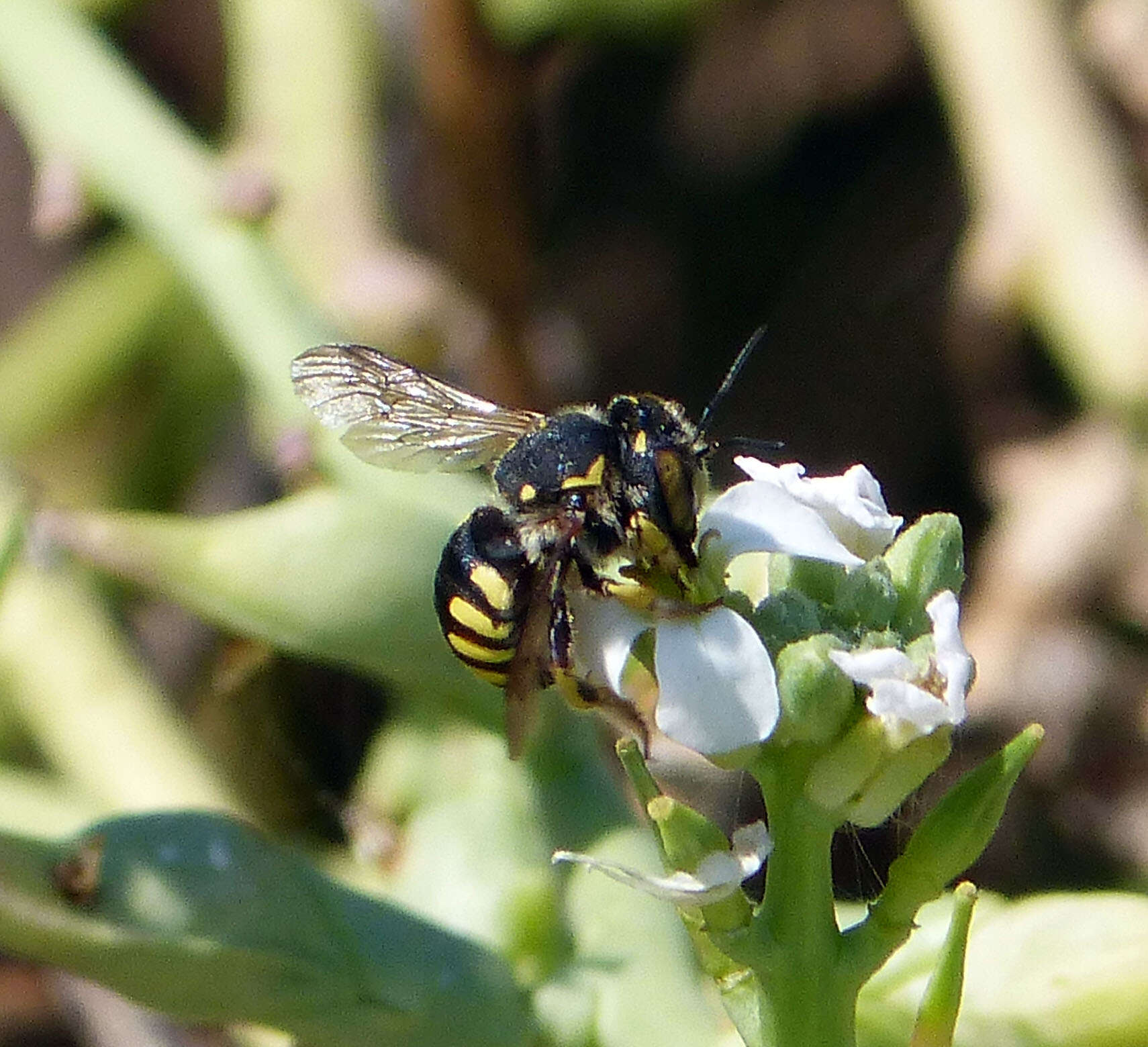 Image of Anthidium Fabricius 1804