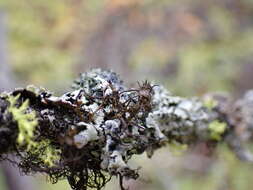 Image of Nodobryoria abbreviata (Müll. Arg.) Common & Brodo