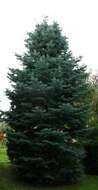 Image of white fir