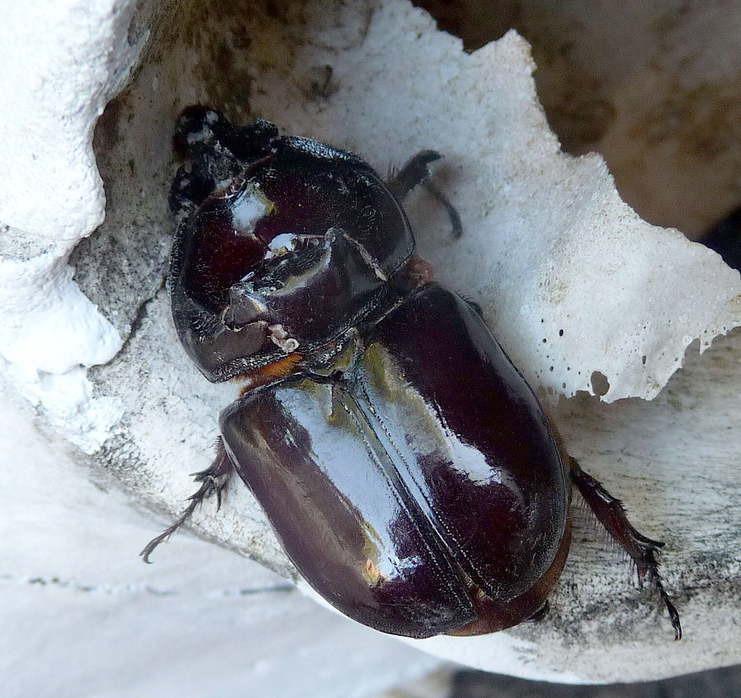 Image of European rhinoceros beetle