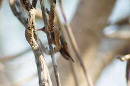 Image of Cinnamon Hummingbird