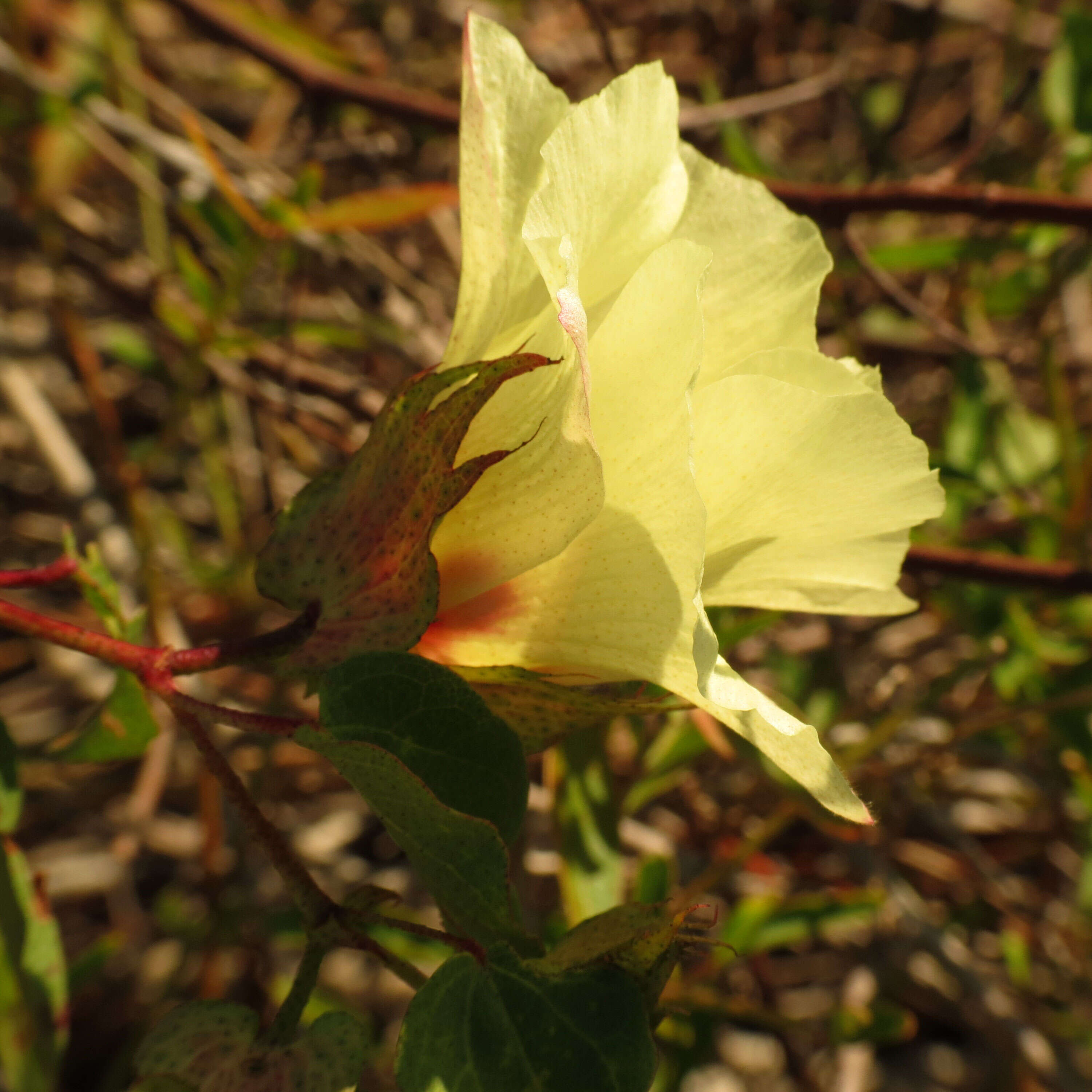 Image of upland cotton