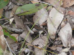 Image of South-western Cool-skink