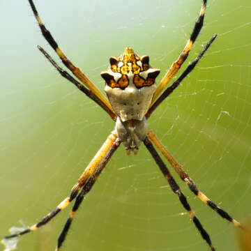 Image of Silver Argiope