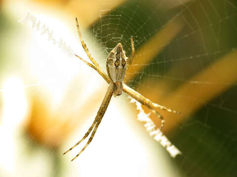 Image of Silver Argiope