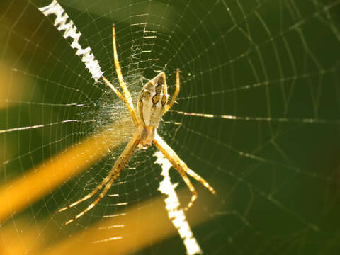 Image of Silver Argiope