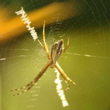 Image of Silver Argiope