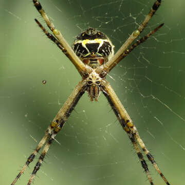 Image of Silver Argiope