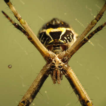 Image of Silver Argiope