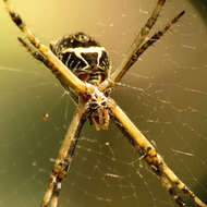 Image of Silver Argiope