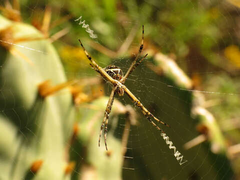 Image of Silver Argiope