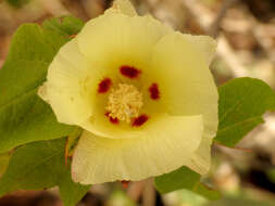 Image of upland cotton