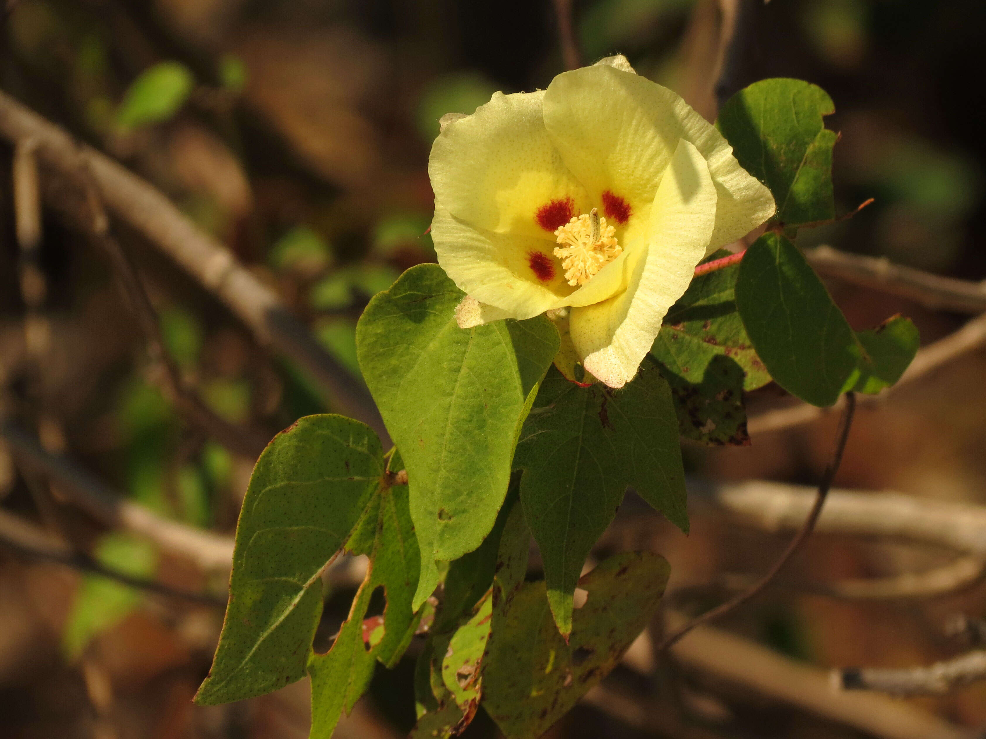 Image of upland cotton