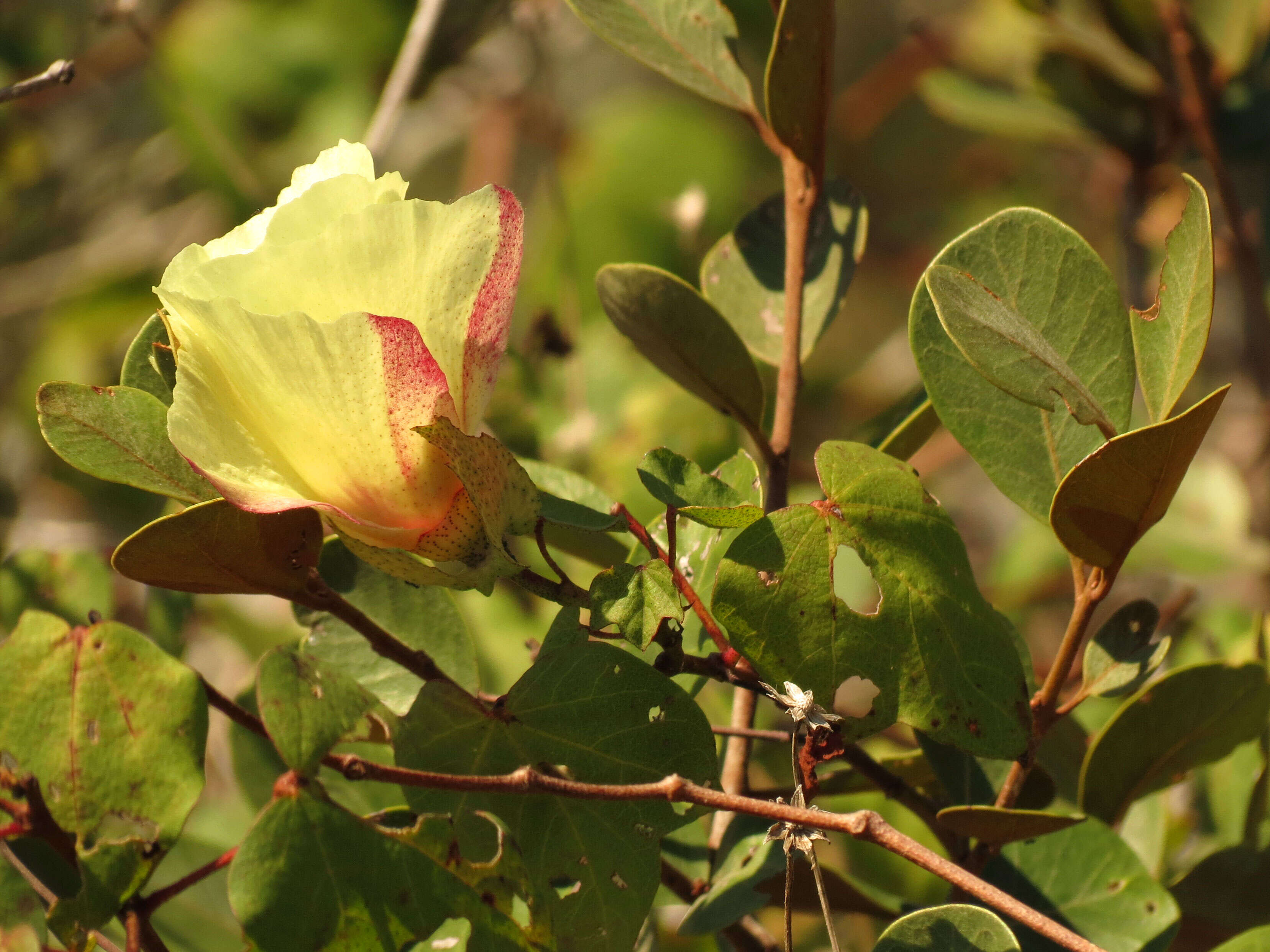 Image of upland cotton